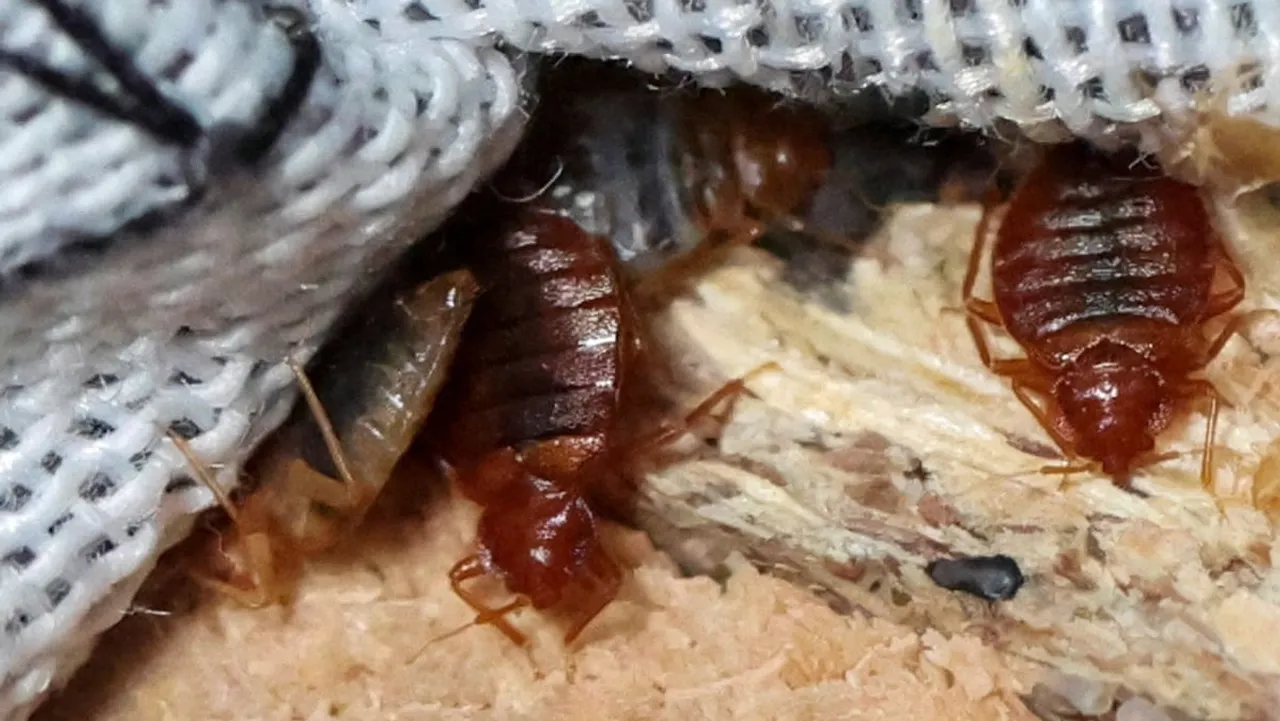 Paris Bedbug Infestation How to Spot and Stop the Spread