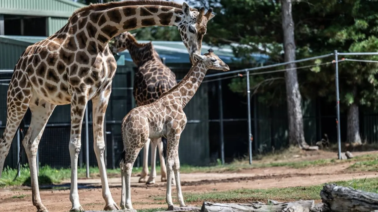 Mkali The Newborn Giraffe Boosting Conservation Efforts at Canberra’s