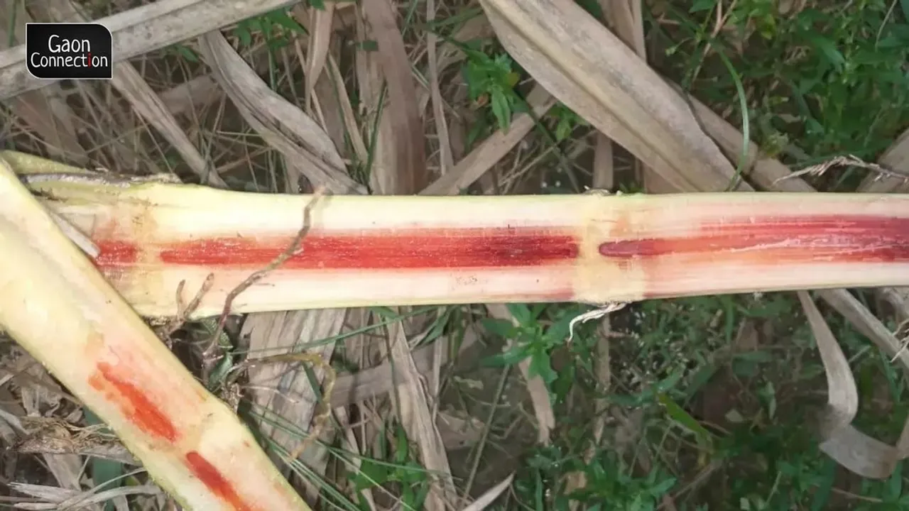 Red Rot Disease Threatens Sugarcane Crop in Uttar Pradesh: An Analysis