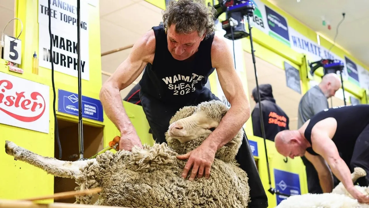 New Zealand's Elite Shearers Lock Horns at the Waimate Spring Shearing Showdown
