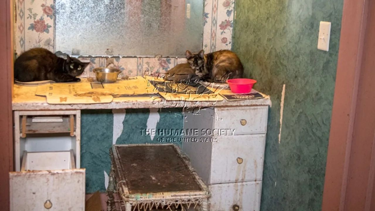 Animal Neglect Exposed 40 Cats Rescued from Squalid Conditions