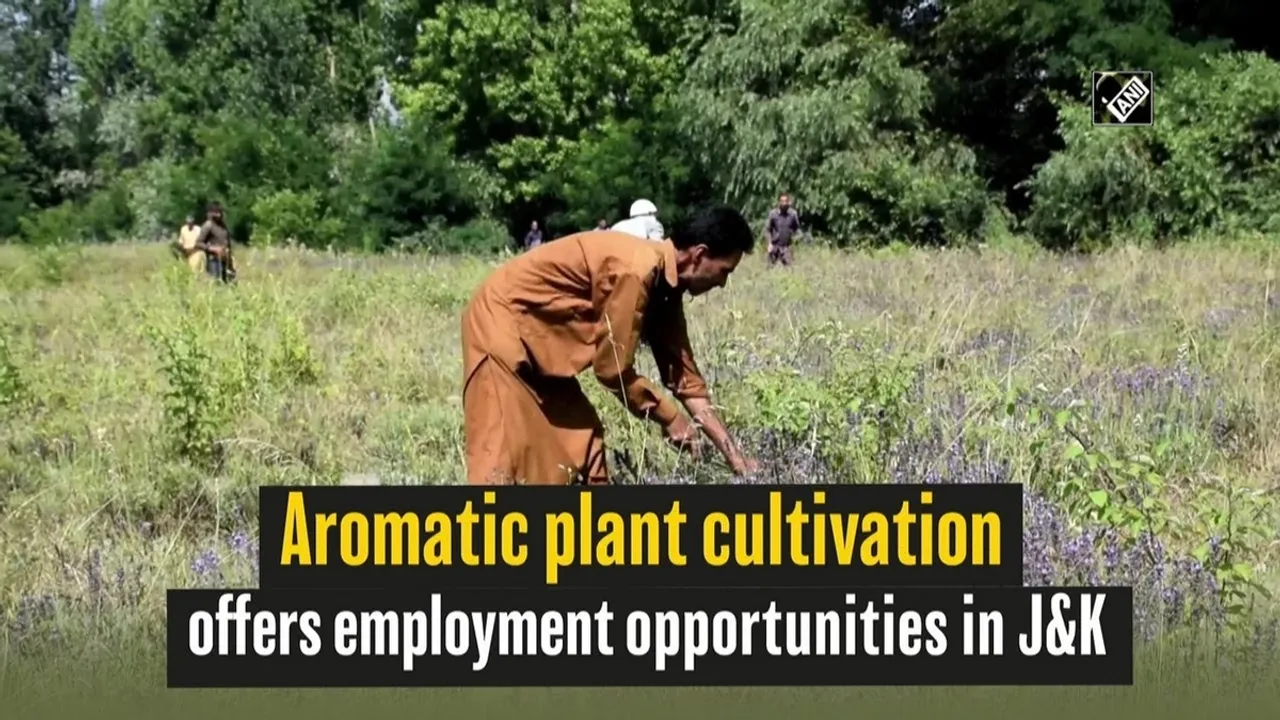 Indian Farmers Turn to Aromatic Crops for Boosting Profits