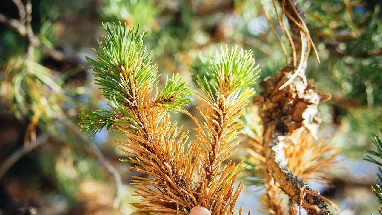 Decoding the Yellowing and Browning of Evergreens: A Seasonal Phenomenon or a Cause for Concern?