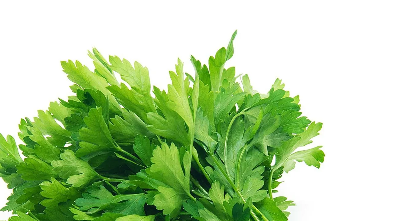 The Unsung Hero in Your Kitchen Chinese Parsley
