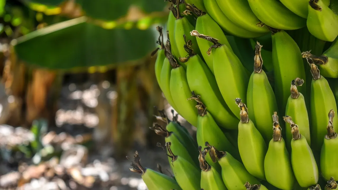 French Government Extends Aid to Martinique's Banana Exporters Amid Ukraine War Fallout