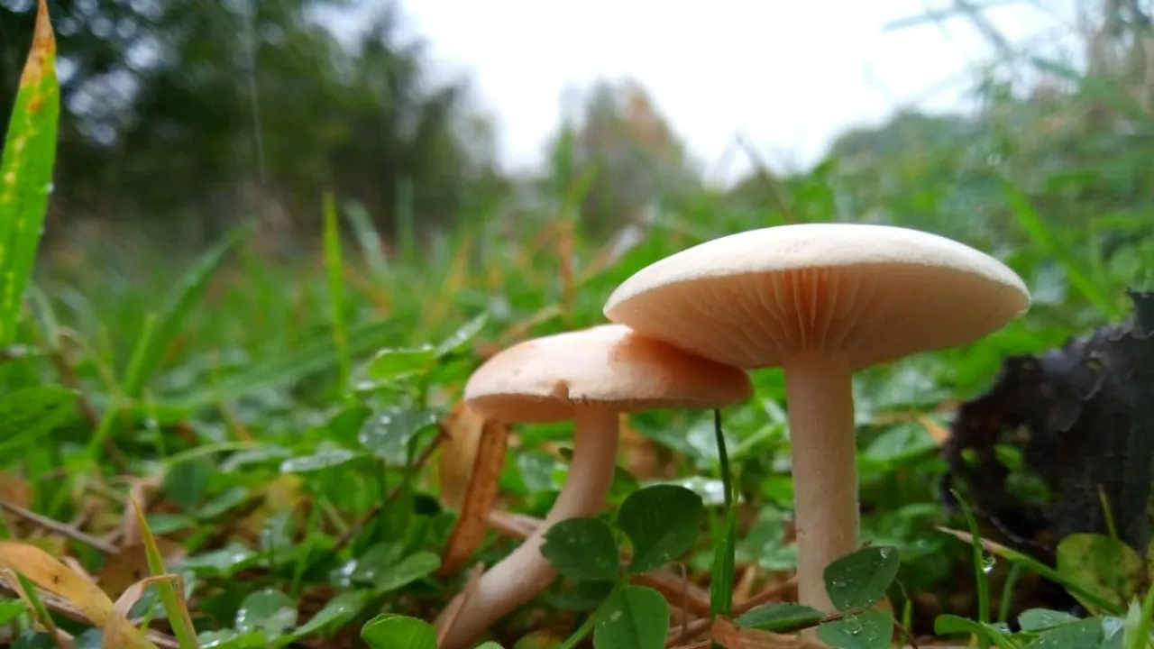 Documentary Unveils Mushrooms' Pivotal Role in Forest Ecosystems