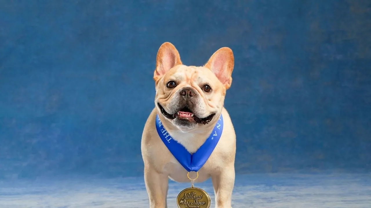 Legacy Continues National Dog Show Set to Enthrall on Thanksgiving