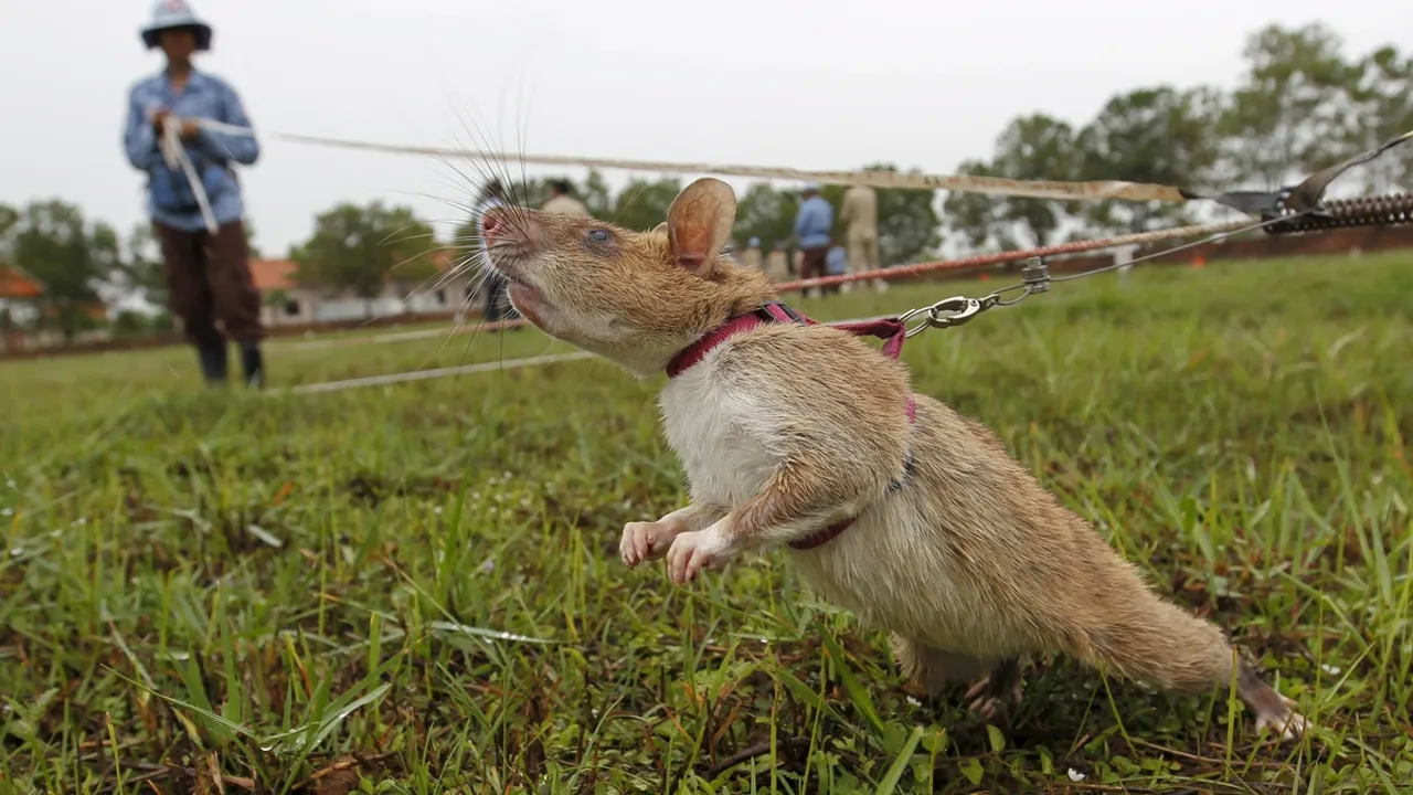 Rat Mining Team Achieves Significant Milestone in High-Stakes Rescue Operation