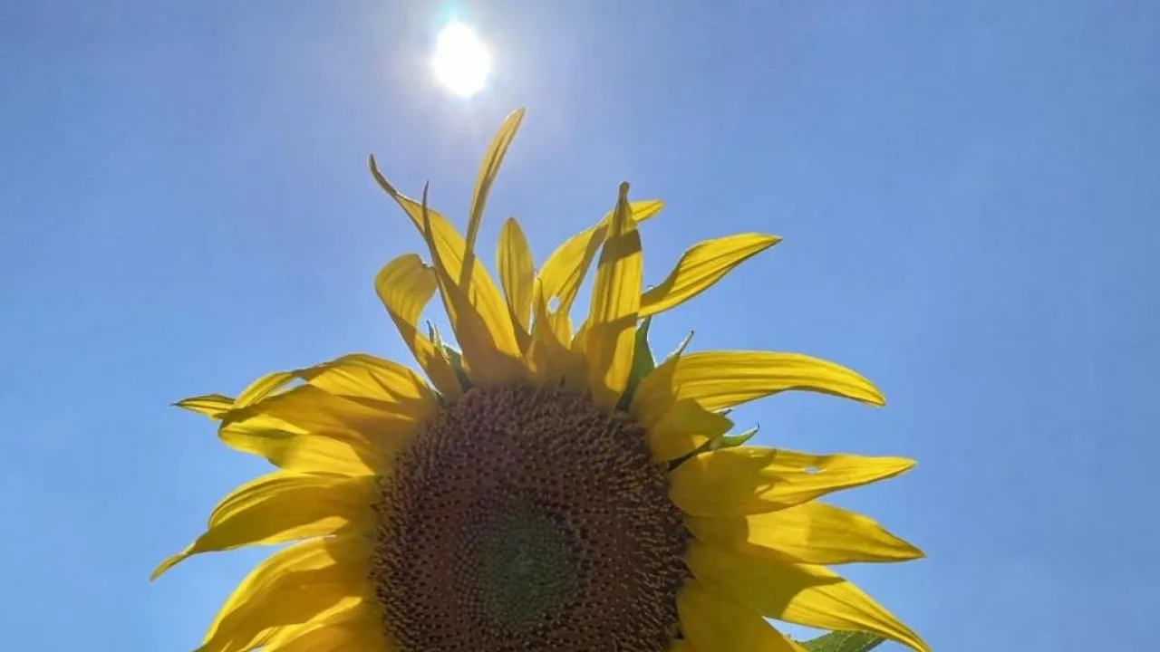 Unraveling the Mystery of Sunflower Heliotropism A Complex Dance with