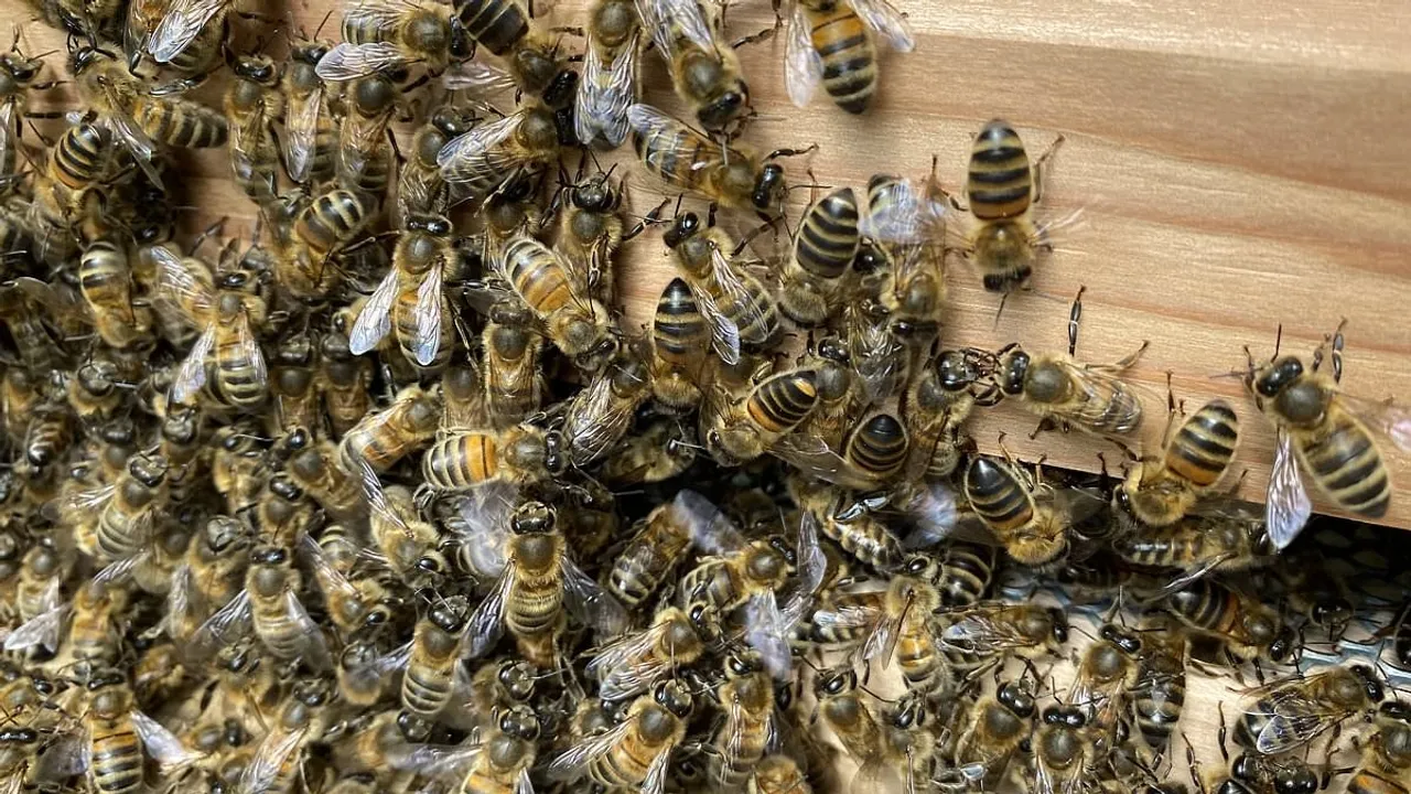 Urban Bees Flaunt Larger Brains, A Study Finds