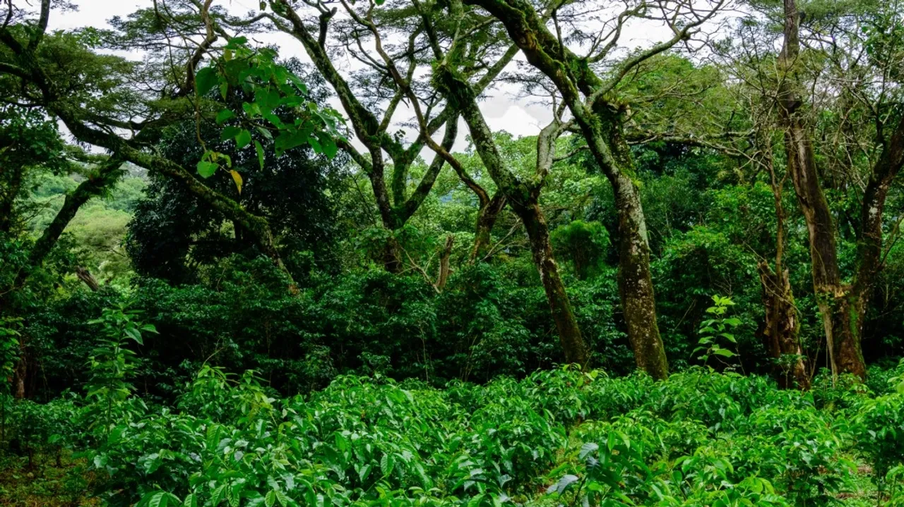 Ethiopia's Coffee Exports at Risk due to EU Deforestation Regulation