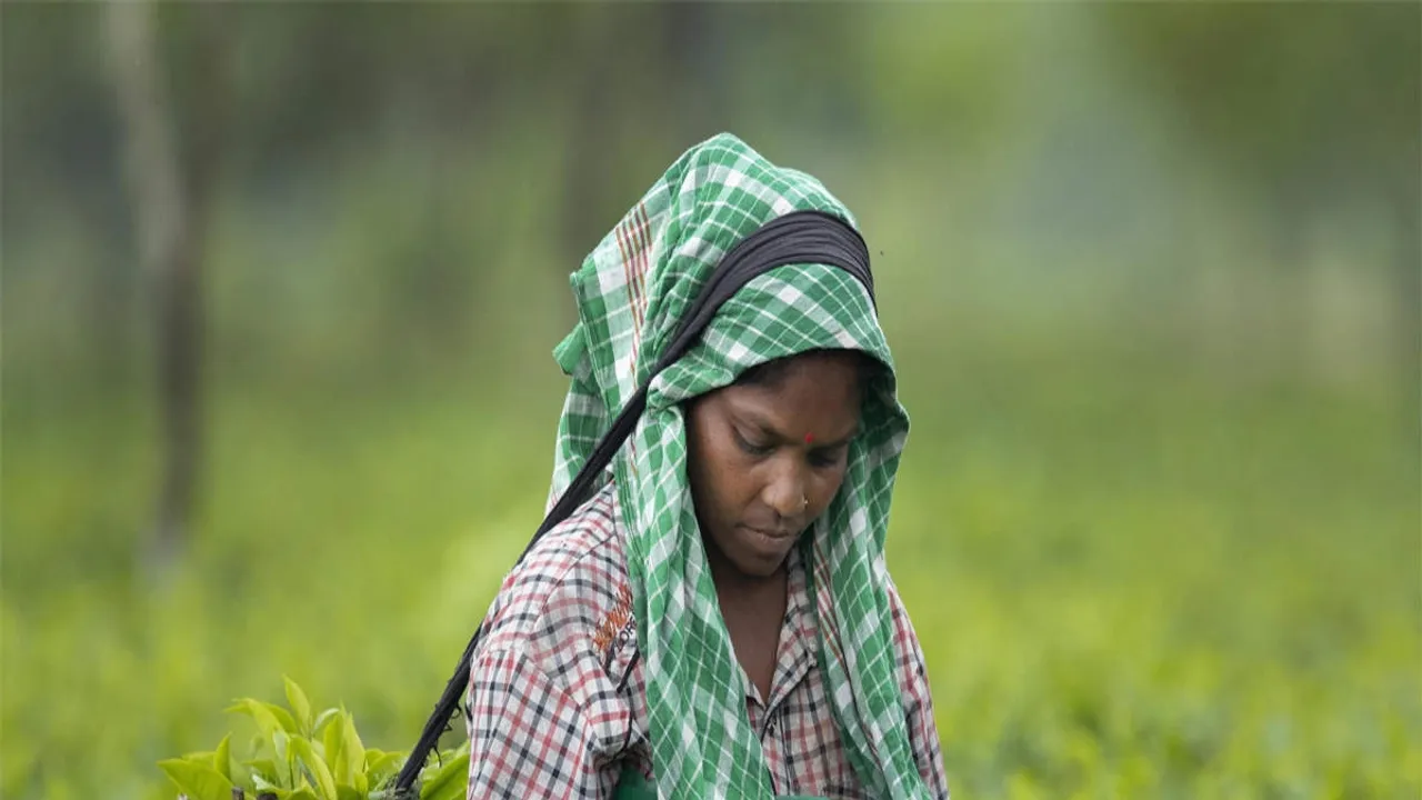 Tea Sector Shows Signs of Recovery Amid Challenges