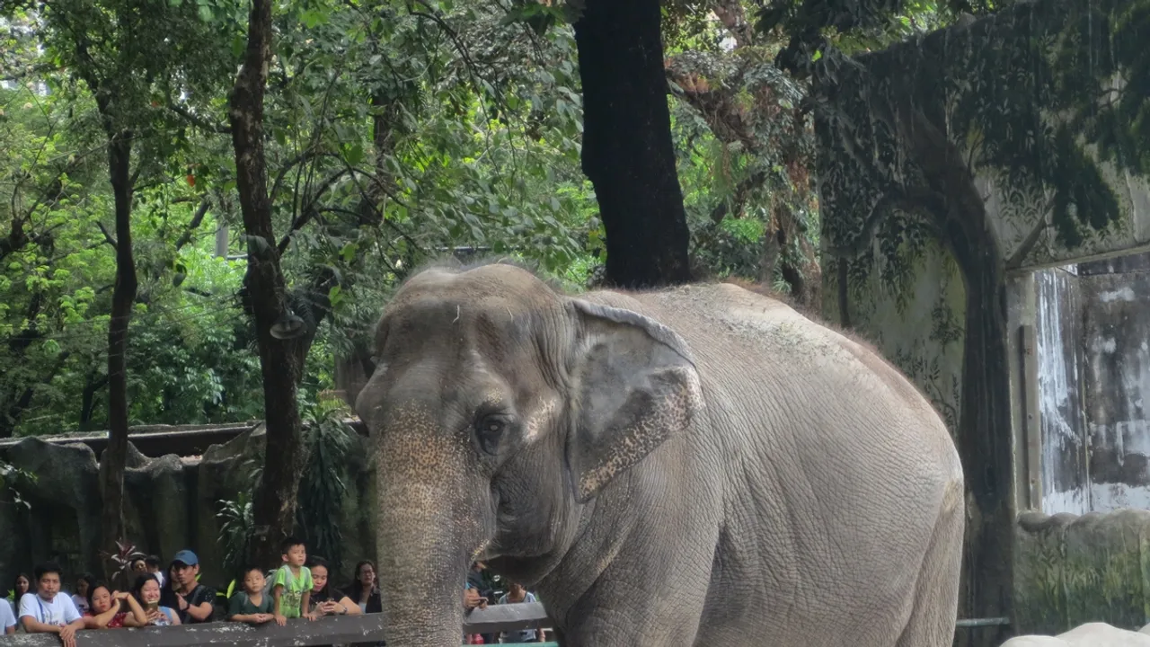 Mali, the 'World's Saddest Elephant,' Dies in Captivity in Manila Zoo