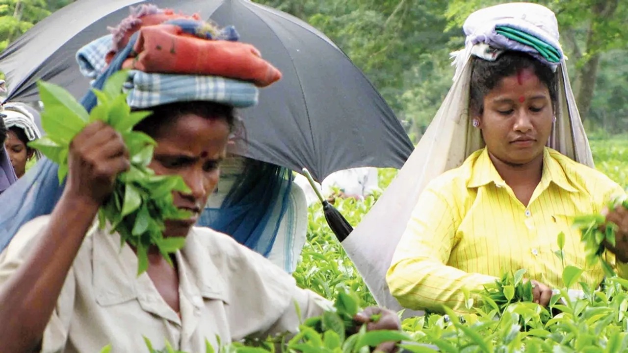 Mamata Banerjee: A Day in the Tea Gardens of Darjeeling