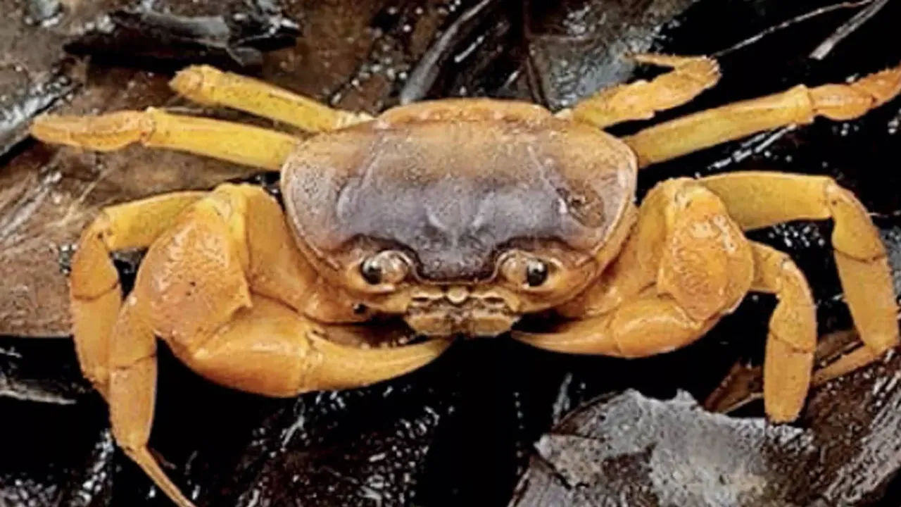 Public Health Warning The Hidden Dangers in Raw Crabs and Oysters