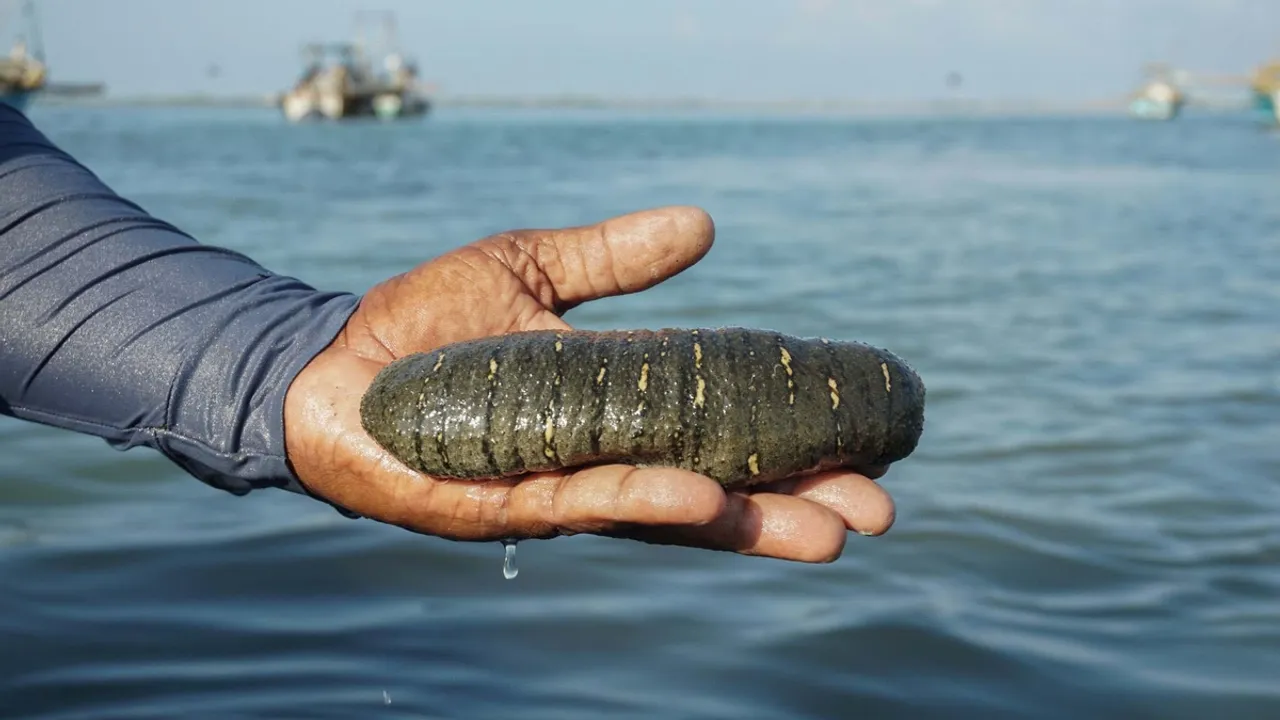 Sea Cucumber's Graceful 'Dance' Captivates Scientists during Seascape