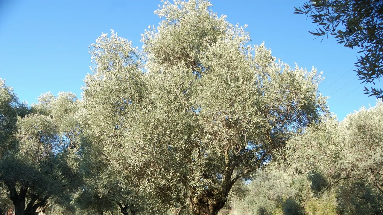 UNESCO Adds Türkiye's Traditional Olive Cultivation to Intangible Cultural Heritage List