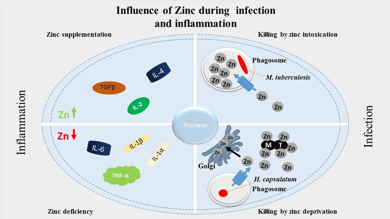 Zinc: A New Hope in the Fight against Vaginal Yeast Infections