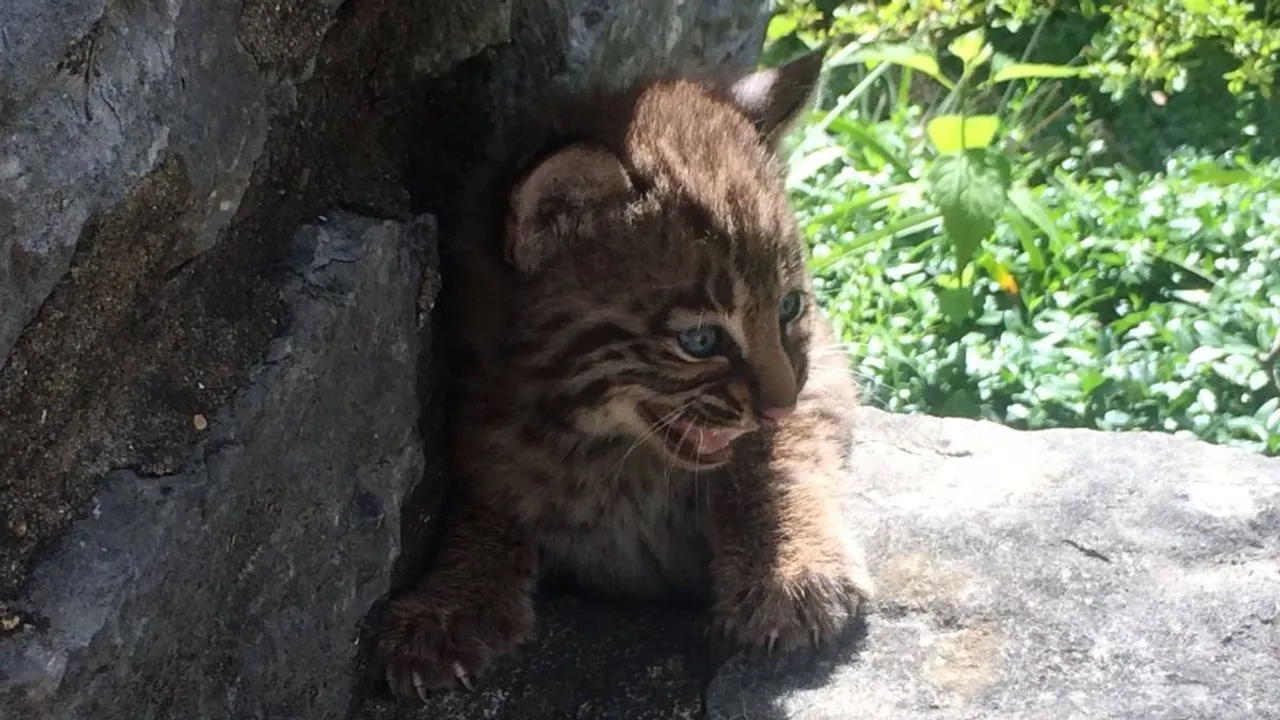 Indiana Senate Approves Controversial Bobcat Hunting Bill