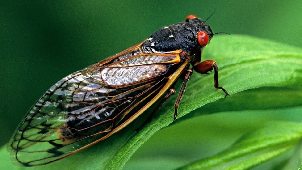 Tennessee Awaits the Emergence of Brood XIX Cicadas After 13Year Dormancy