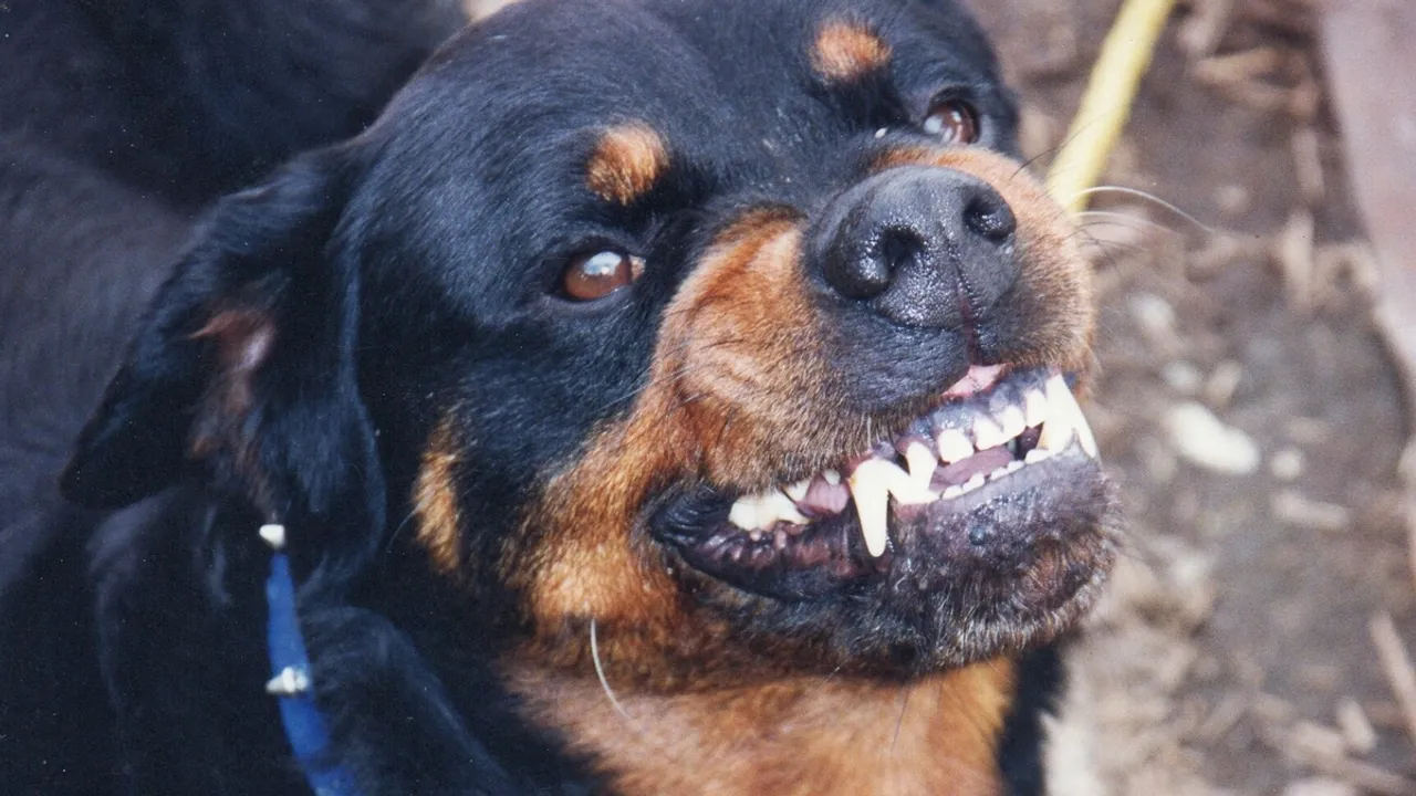 Another Fatal Dog Attack in Nicaragua: Man Killed by His Own Rottweilers