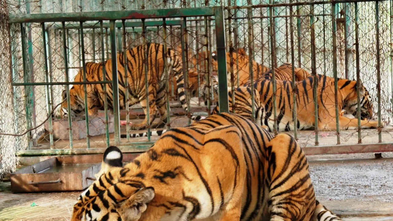 Environmental Roadmap Aims to End Captive Breeding of Endangered Tigers