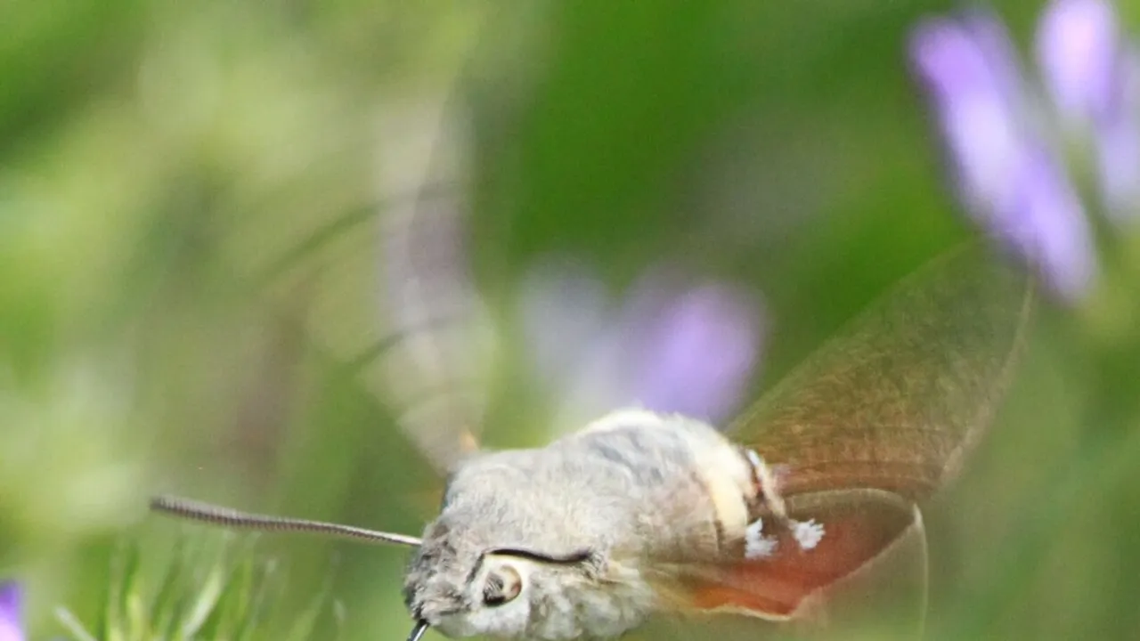 Hummingbird Hawk Moths Use Visual Feedback for Precision, Finds University of Konstanz Study