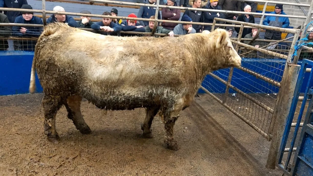 60th Annual Roscrea Mart Fatstock Show and Sale Break in Tradition