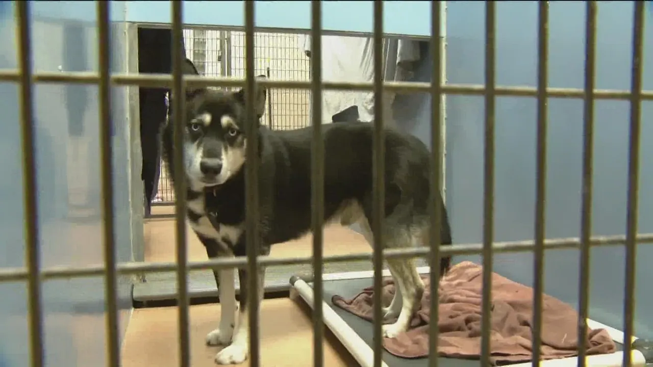 New Year Fireworks Lead to Influx of Stray Pets at San Diego Humane Society