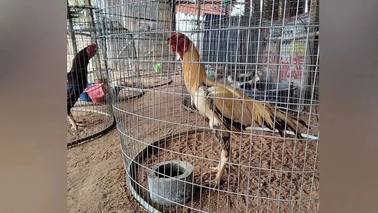 Sankranti Festival Spurs Surge in Demand for Fighter Roosters Amid