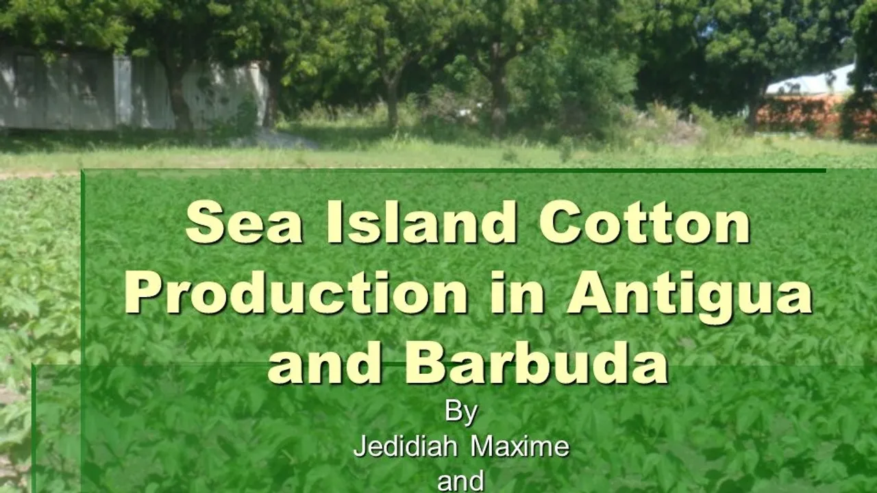 Reviving the Sea Island Cotton Industry A Blend of Tradition and