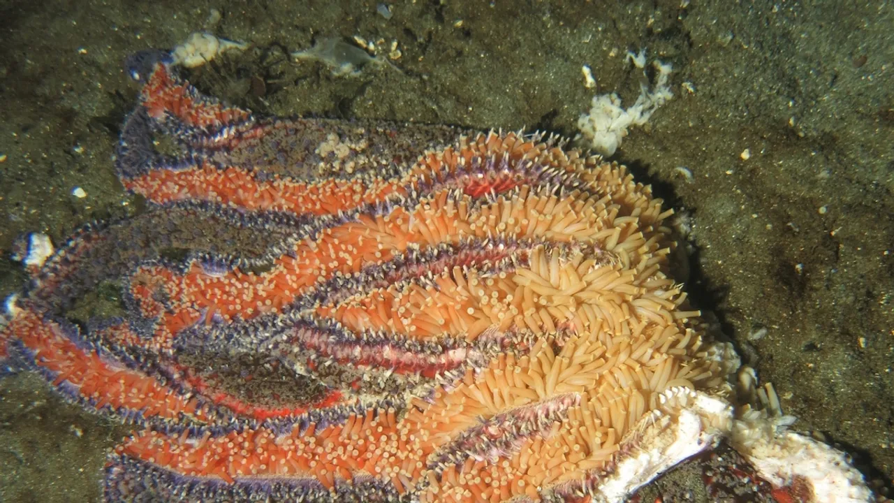 Climate Change and Virus Threaten Sea Stars' Survival