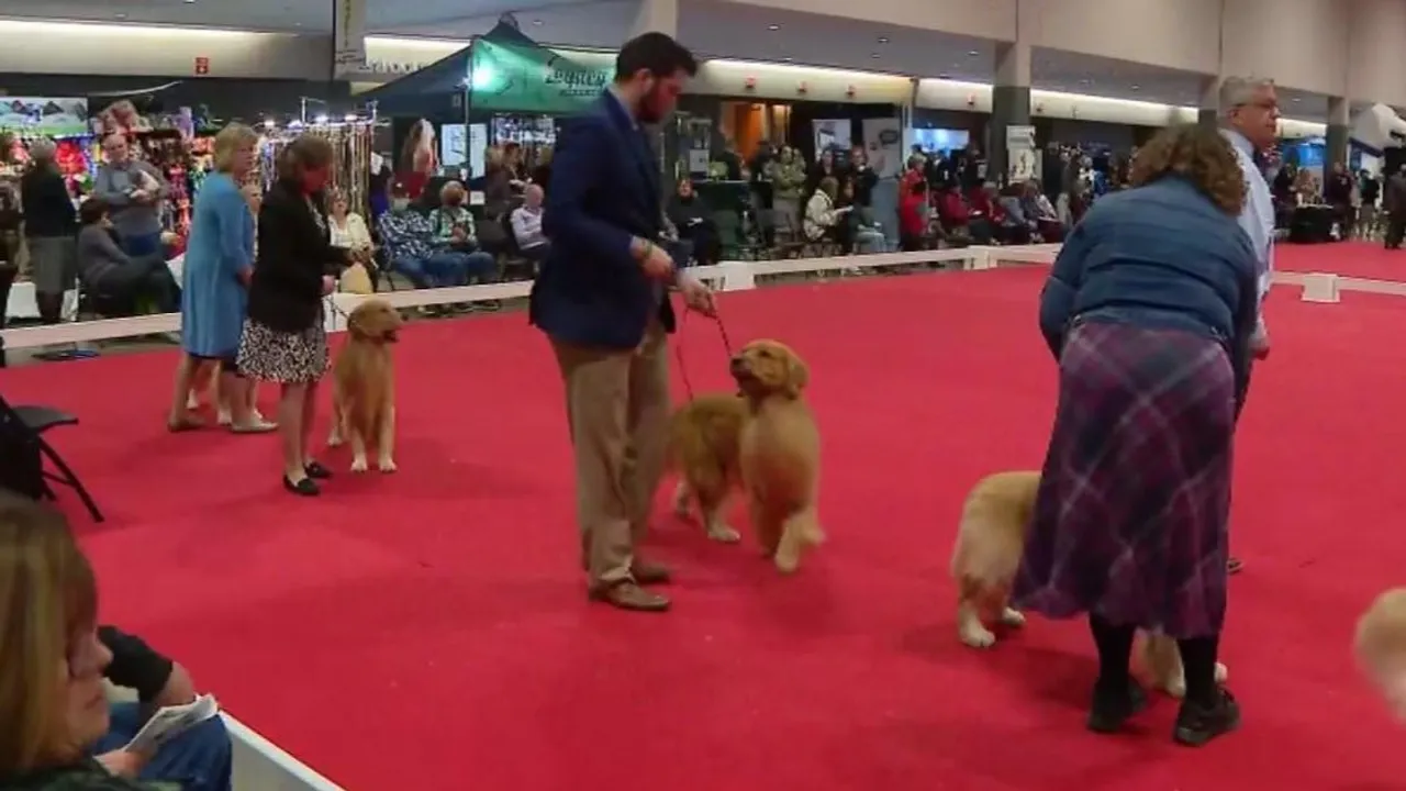 Canine Charisma Takes Center Stage at The Great American Dog Show