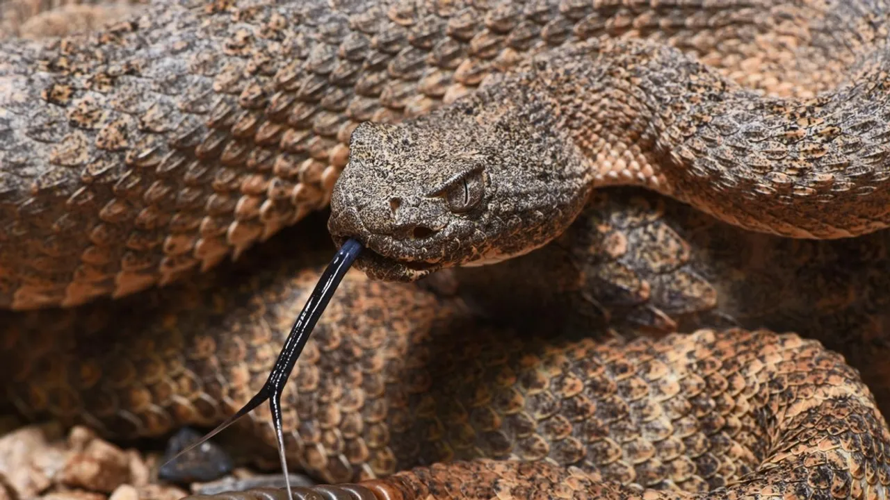 Unlocking Rattlesnake Venom Regulation: A Leap Forward in Snakebite