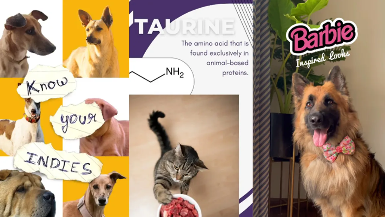 The role of branded content in creating a generation of purrfect pet parents