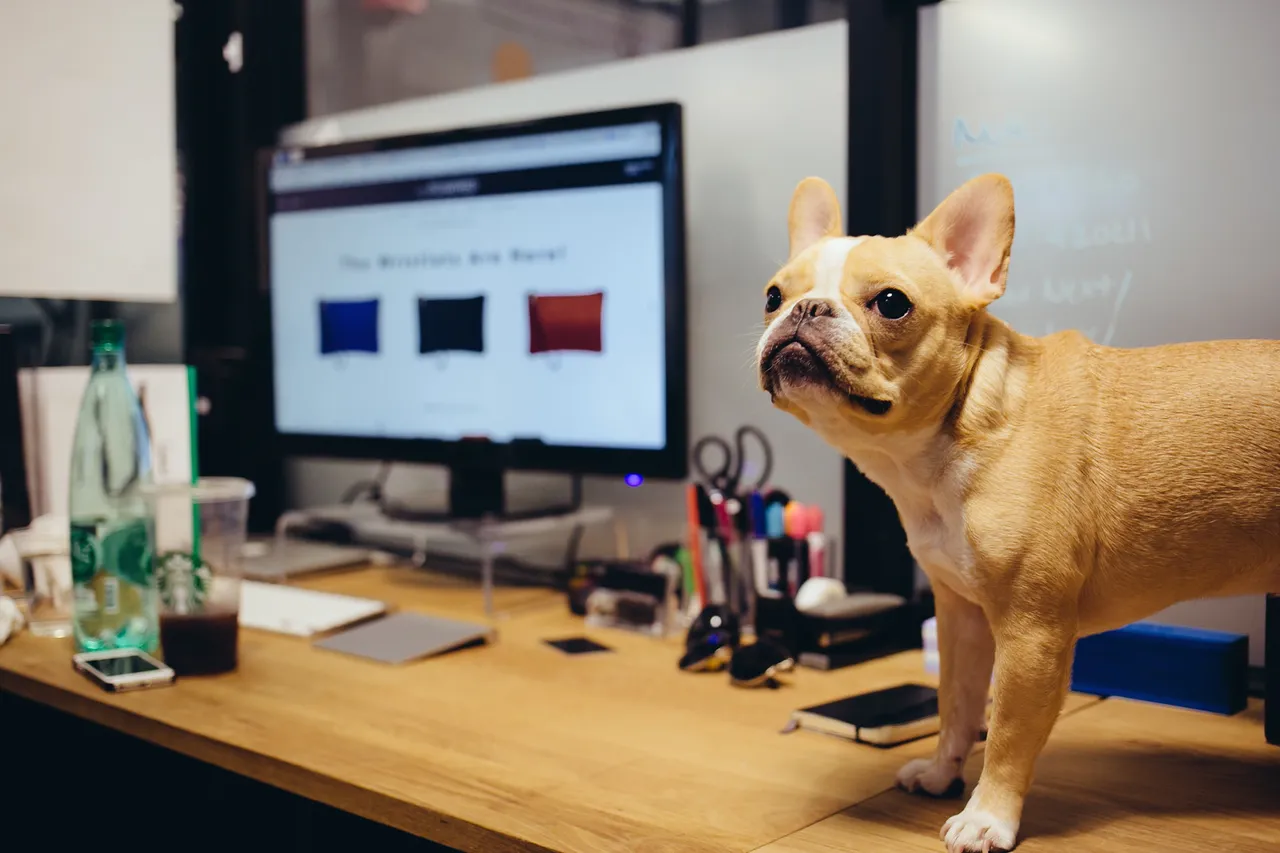 CIOL StartPup: A Competition for Start-up with Dogs