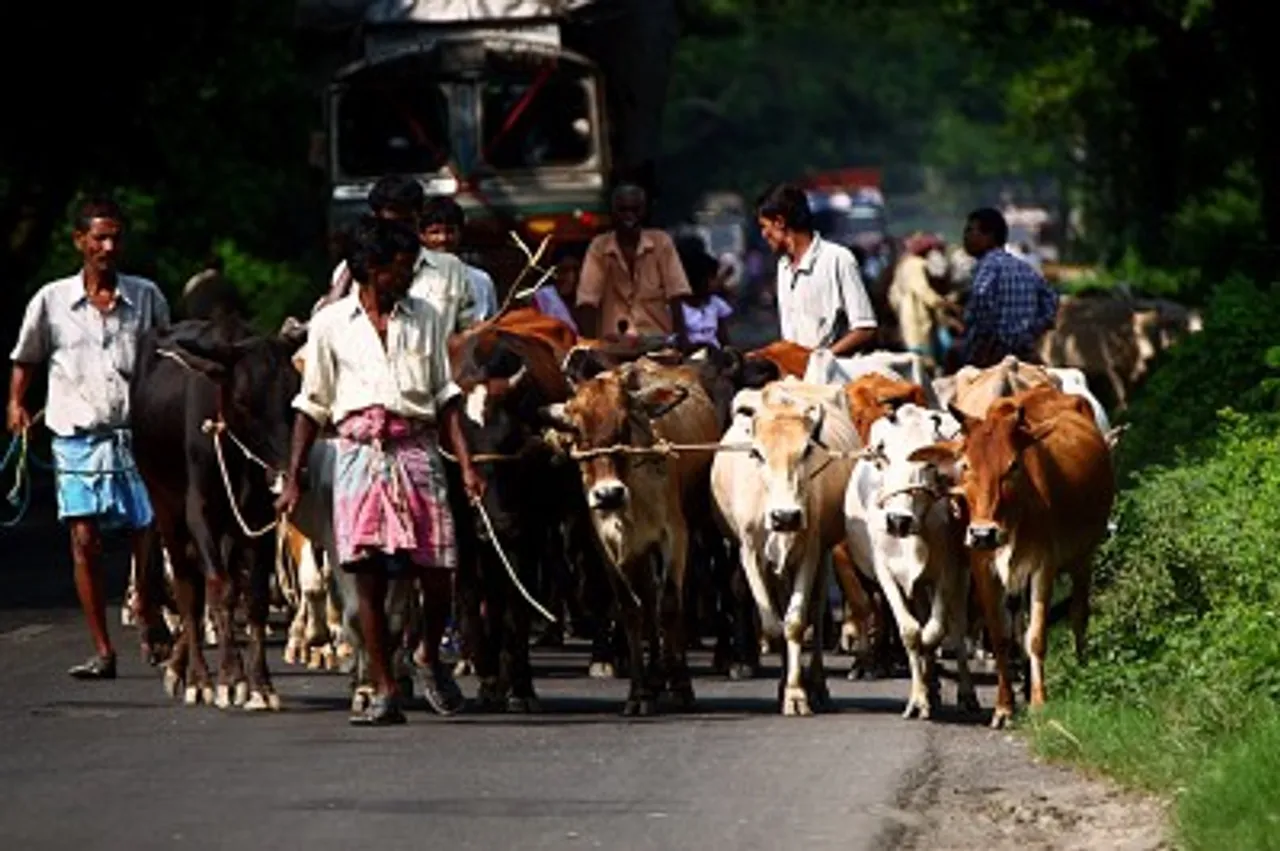 CIOL Indian cows to have Aadhaar-like unique identification number