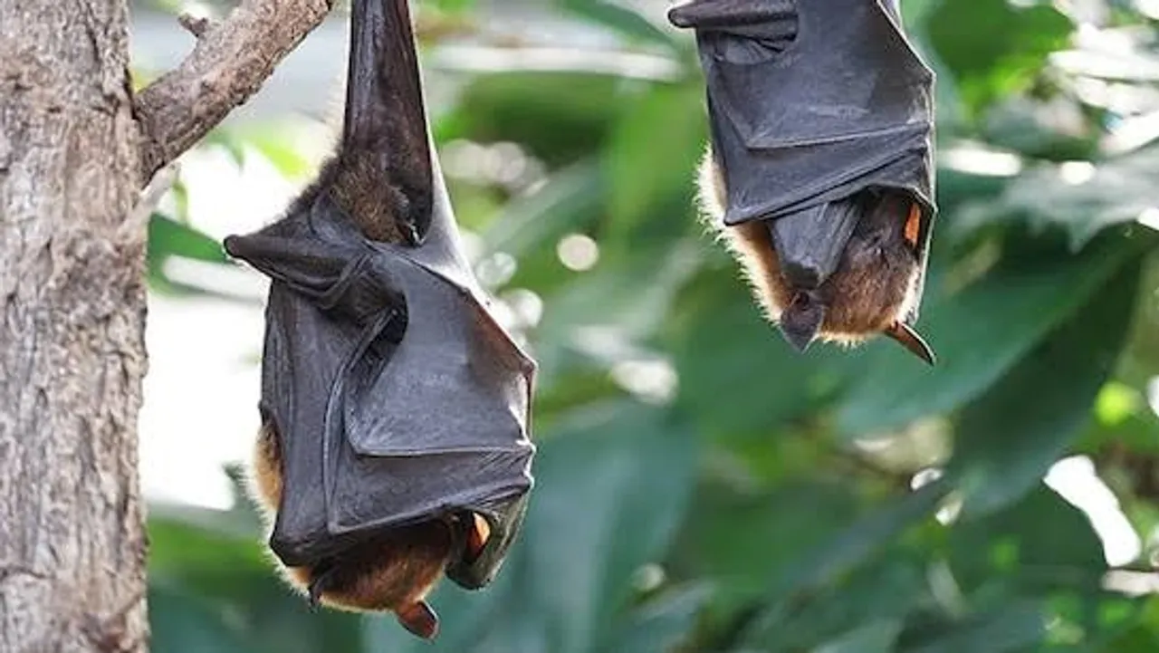 Wuhan virologists identify new coronavirus in bats