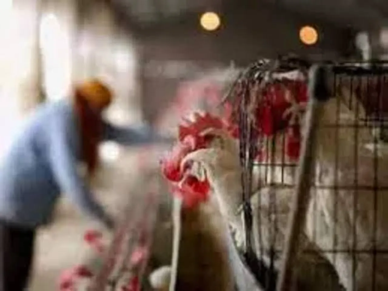 Jharkhand: Bird flu spreads to Bokaro after Ranchi outbreak