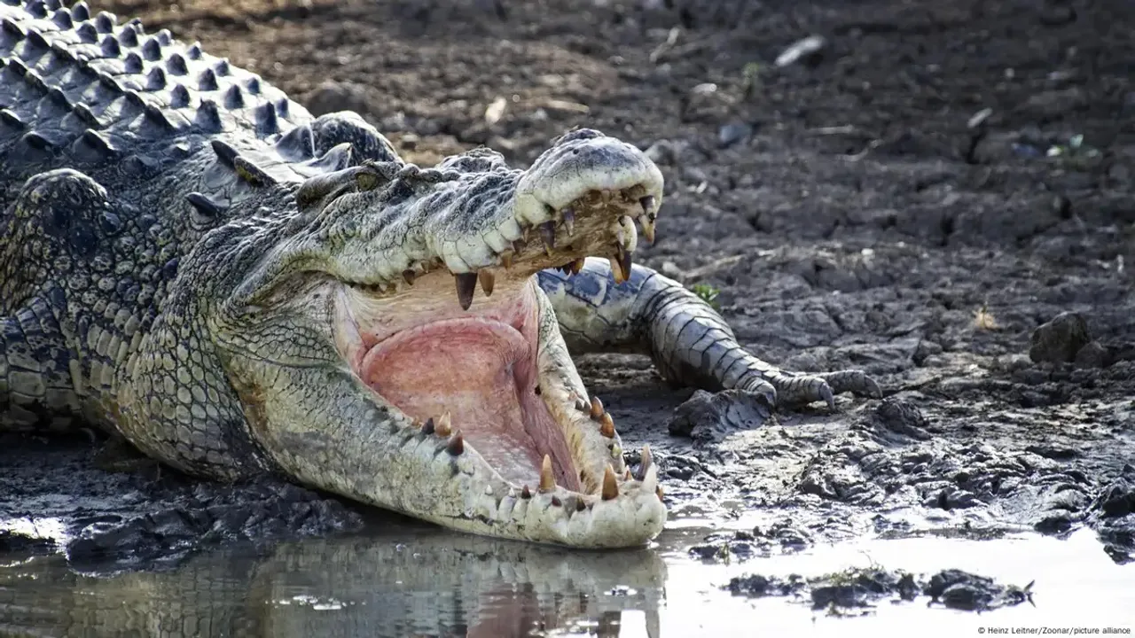 crocodile