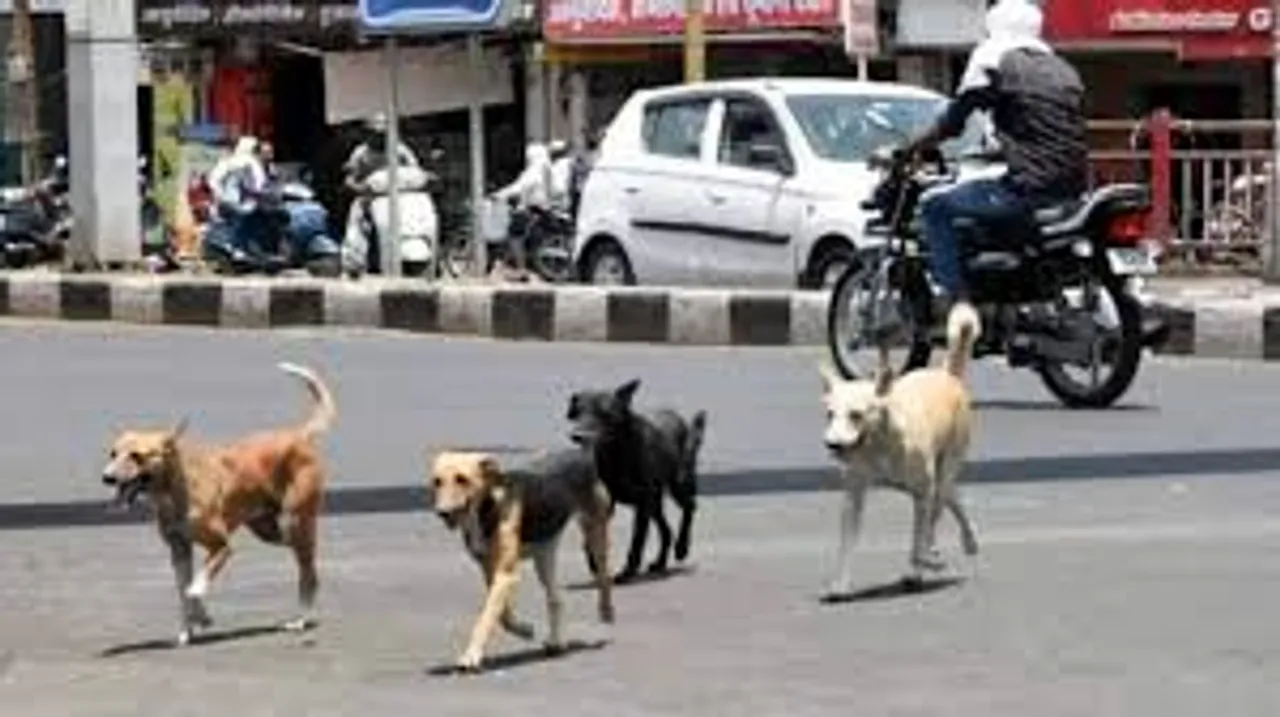 Gujarat sets rules for housing societies for pets and stray dogs