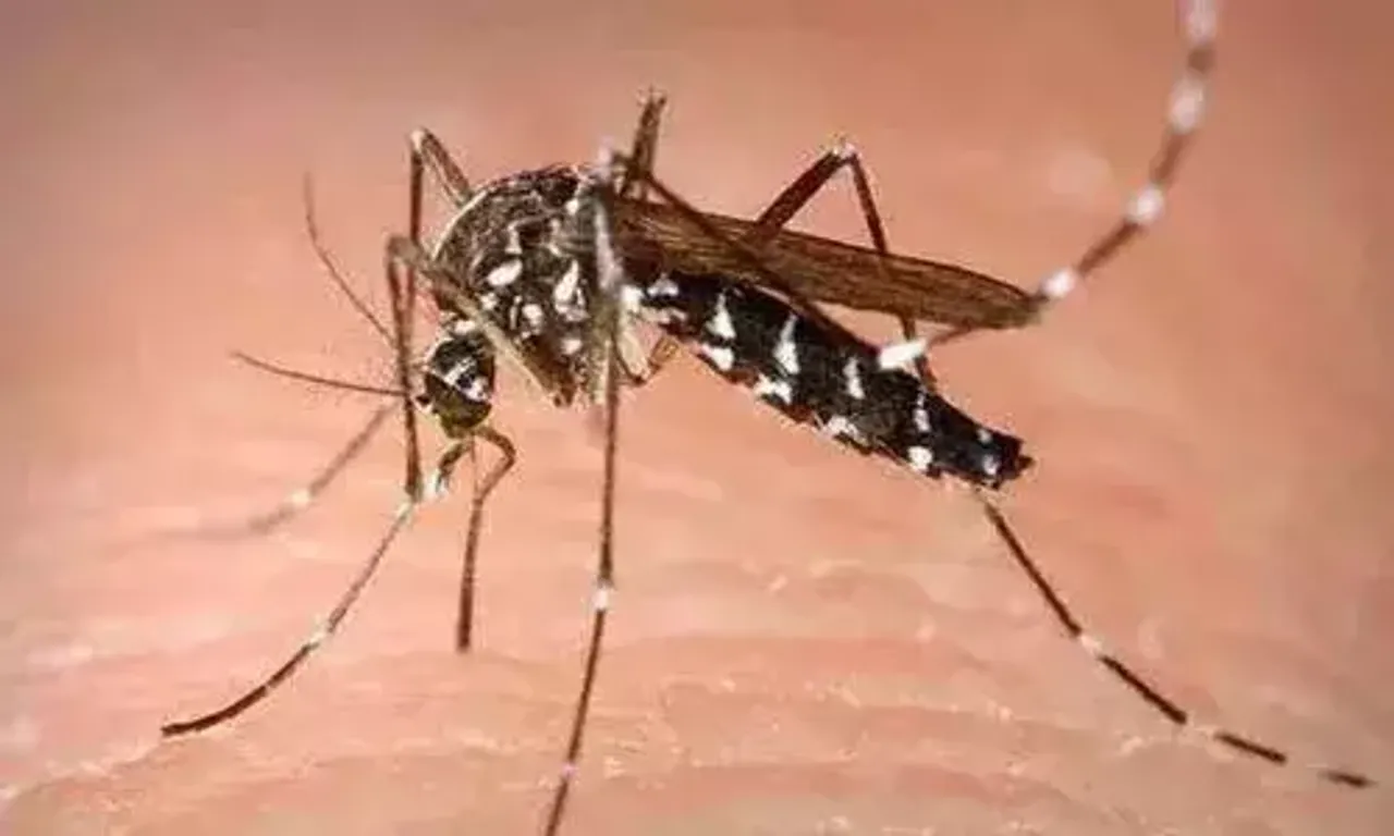 Ahmedabad Municipal Corporation teams find mosquitos breeding in 10,000 houses