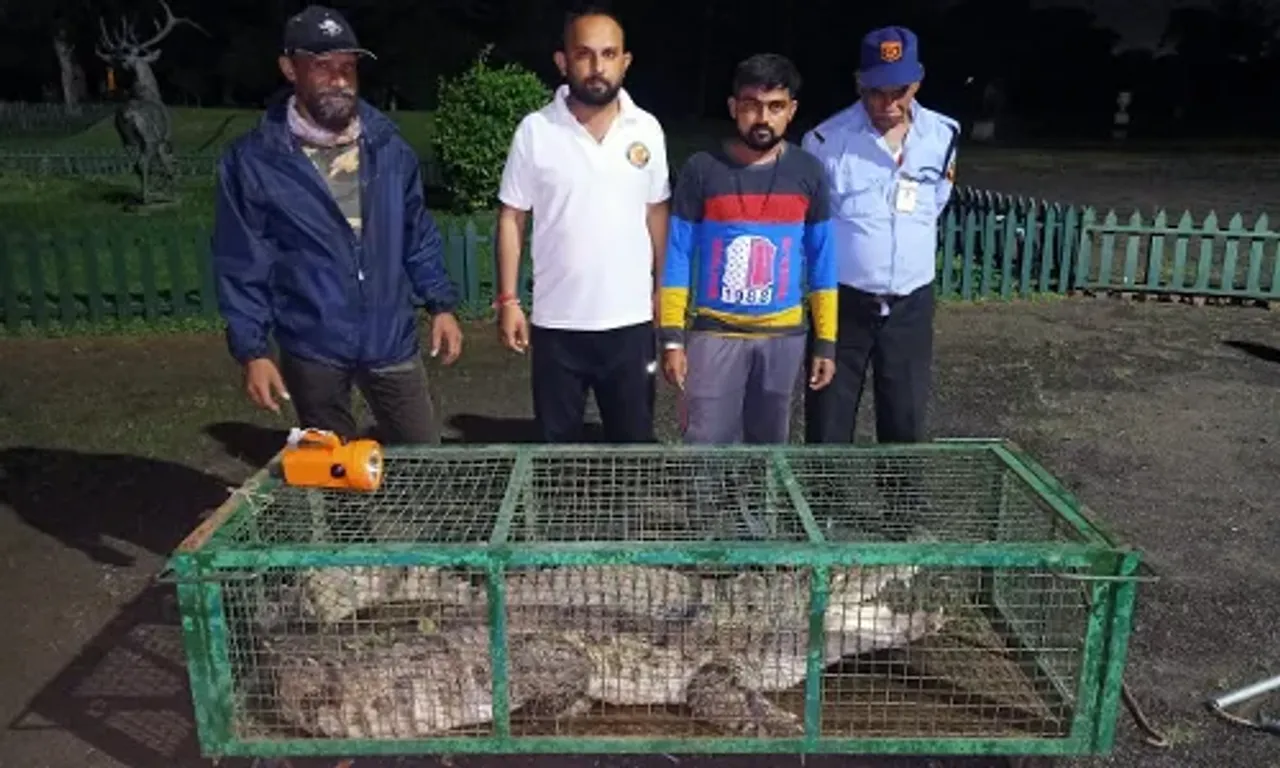 Volunteers of GSPCA and Wildlife SOS caught 5.5. foot crocodile from a construction site in Vadodara