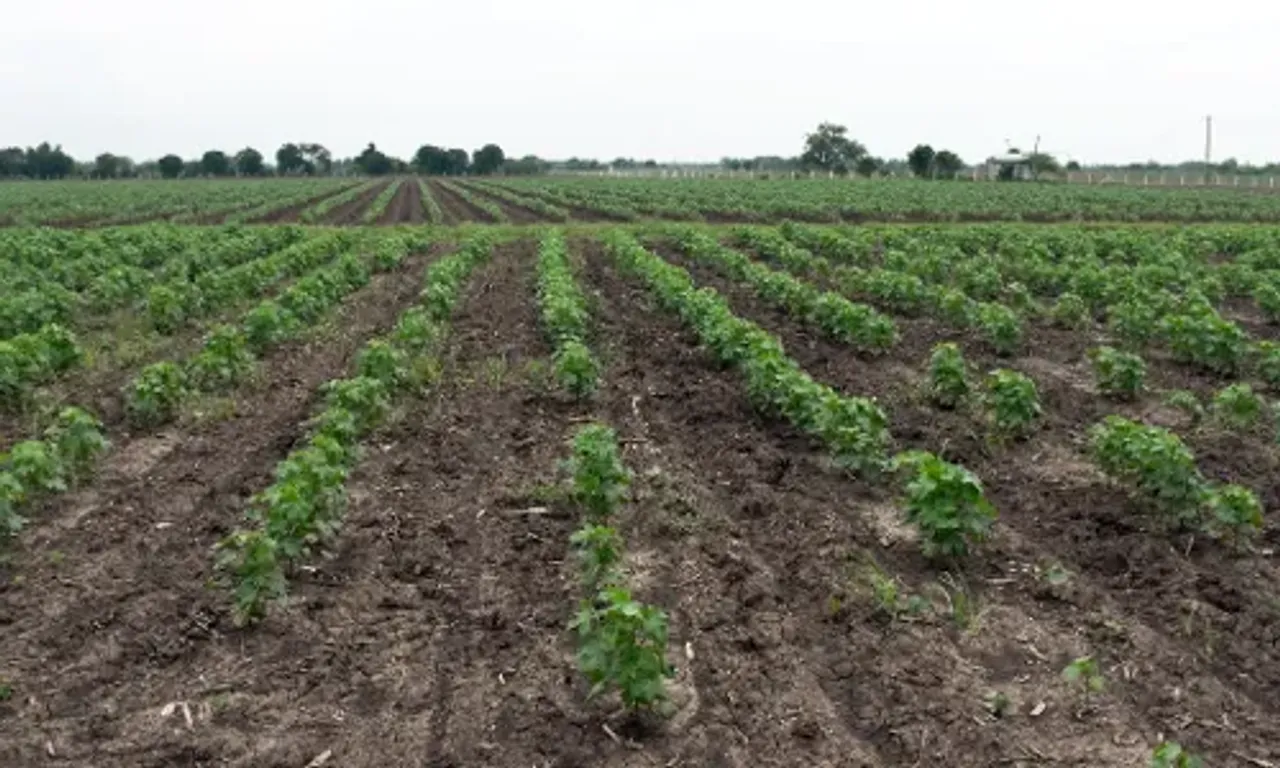 12 types of crops including cereals, pulses, oilseeds and cotton were planted in 1,32,287 hectares of land