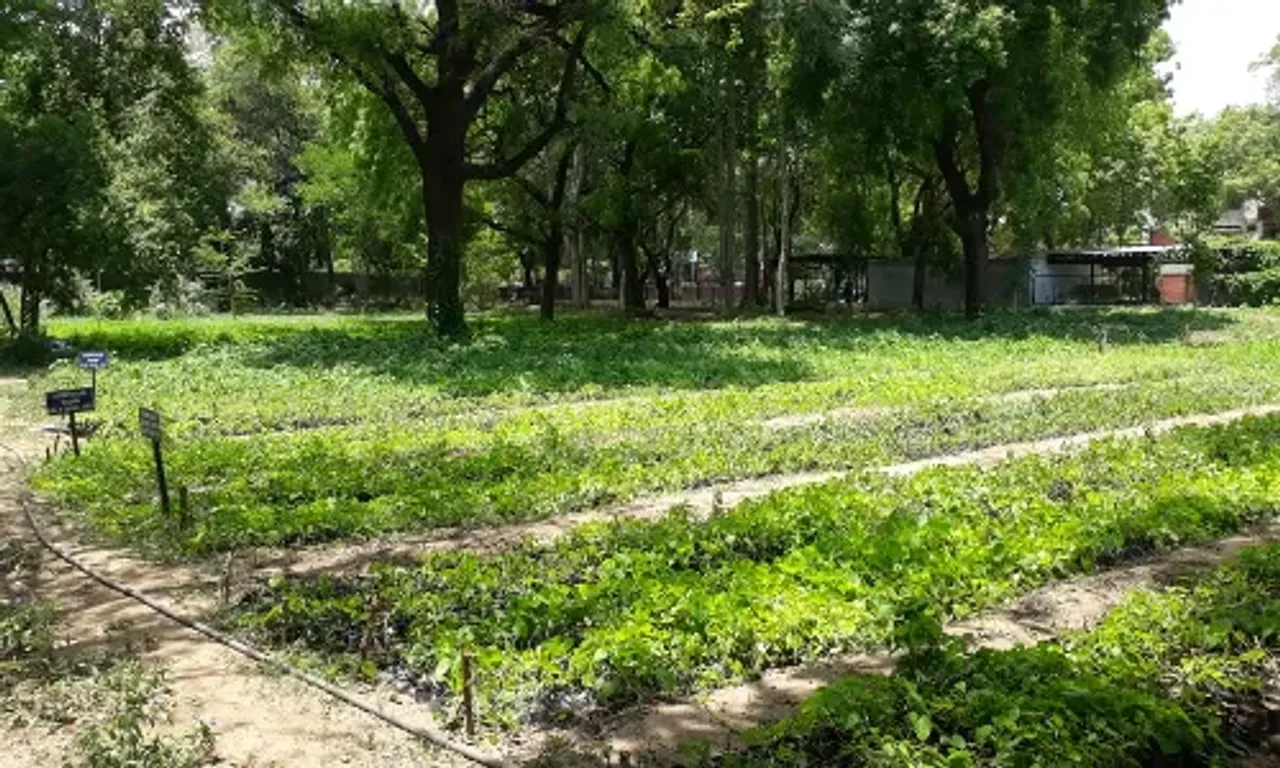 Department of Botany, Faculty of Science, MS University, Vadodara assigned project to raise Giloy seedlings under national campaign "Amrita for Life"