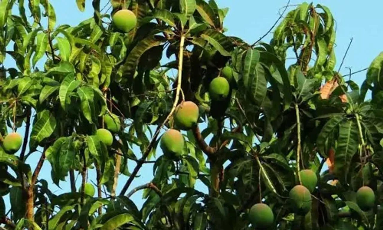 Gujarat mango exports set to scale new heights