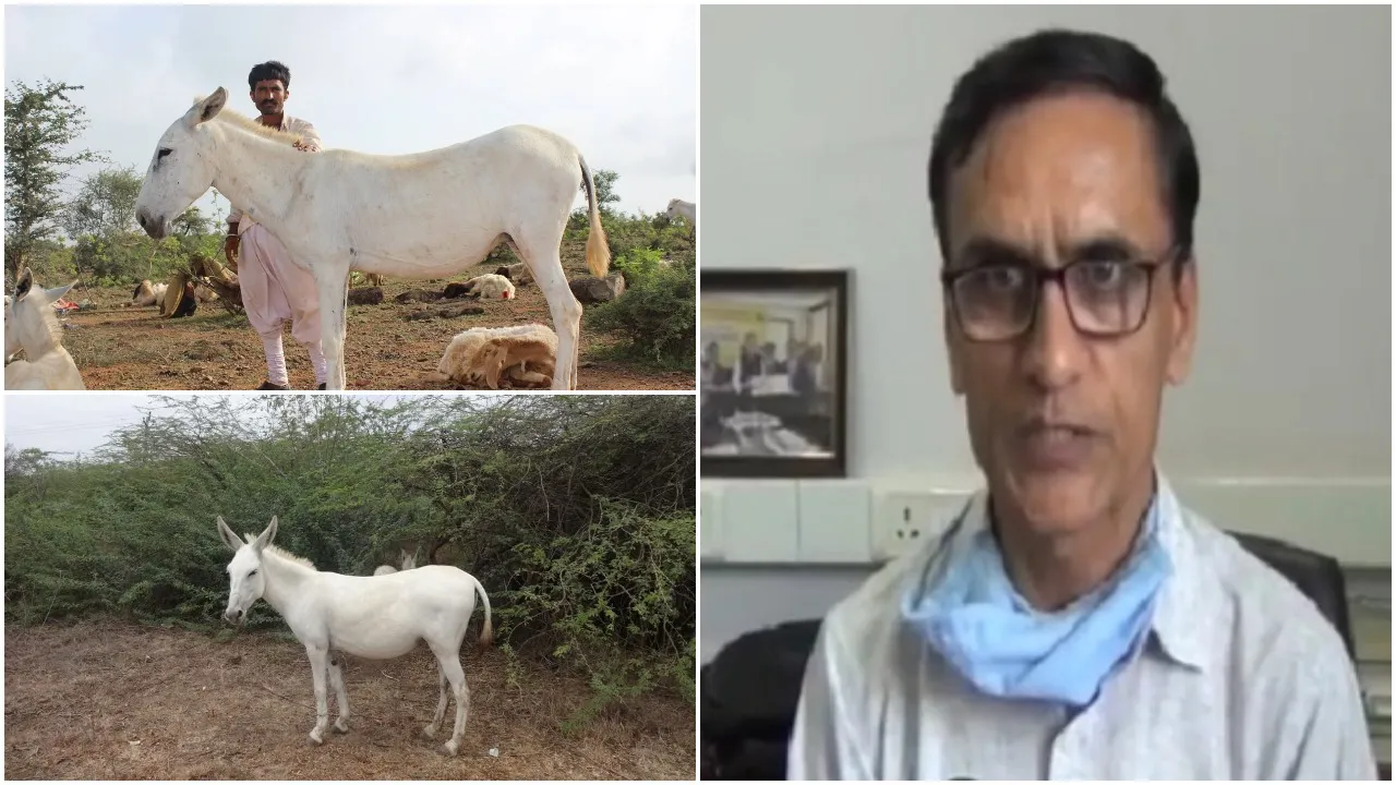 Research of Animal Genetics Department of Anand Veterinary College