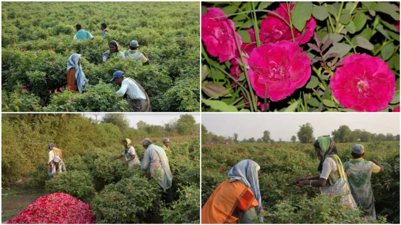 Sayar village in Vadodara district known for Kashmiri and native roses