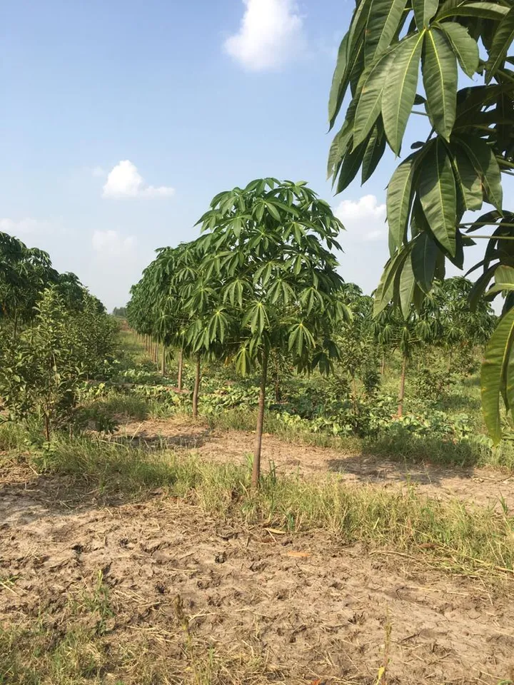 Karjan farmer is raising dried fruit almond orchards to improve the farming environment