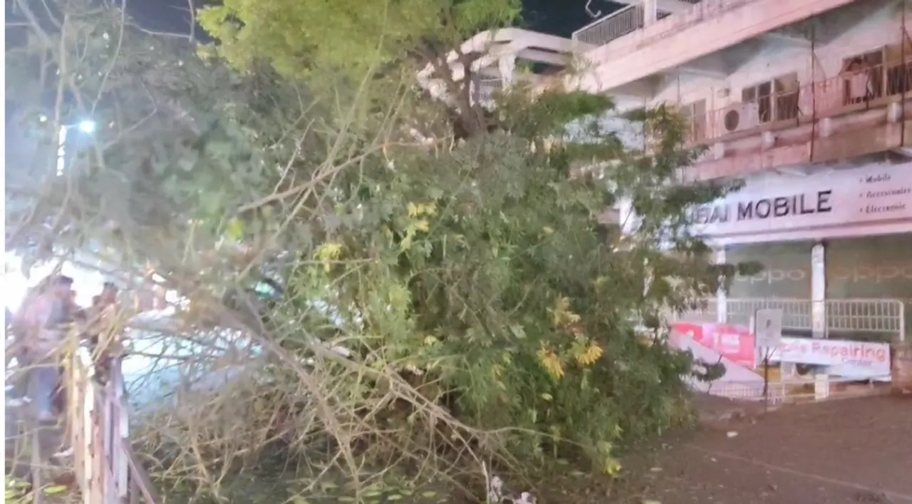 bharuch tree